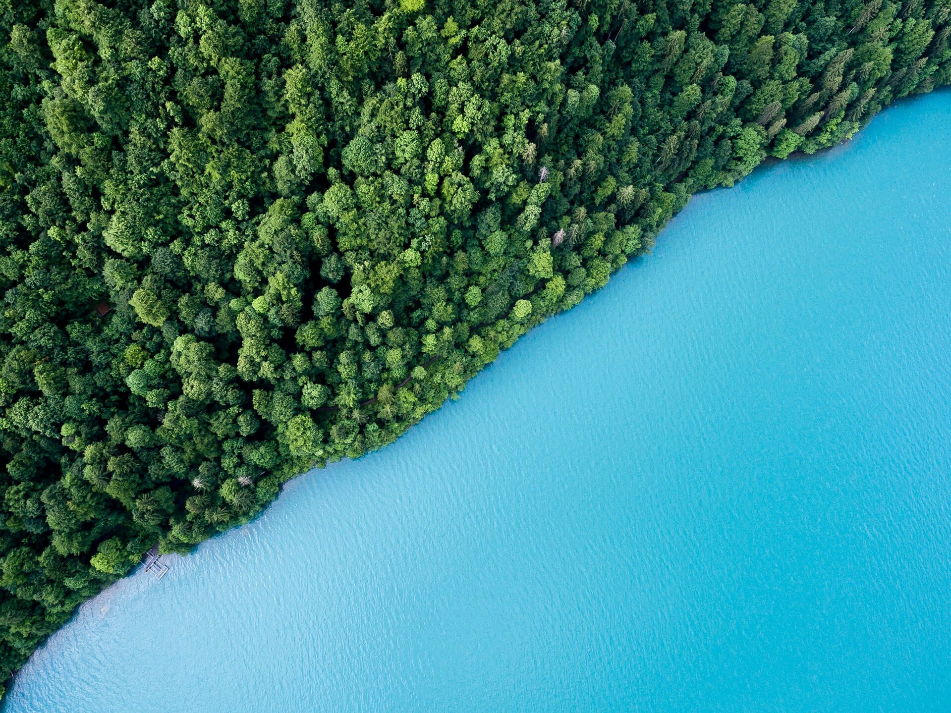 Forest and Lake in Balance